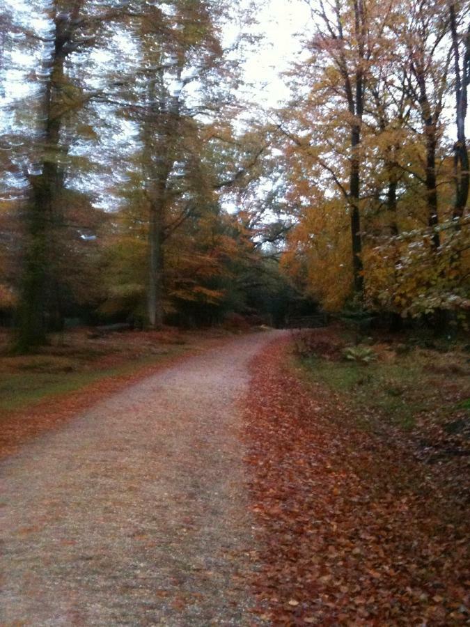4 Lyndhurst Rd Brockenhurst Zewnętrze zdjęcie
